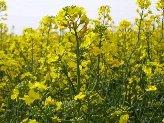 Canola (K-State Research and Extension news service)