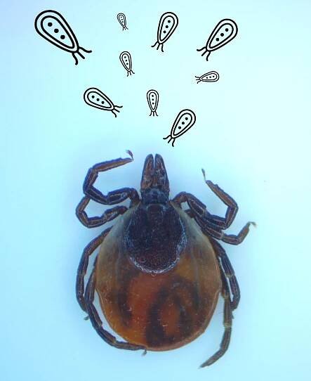 Ixodes — Blog home - updates on vector surveillance and new research — MedZu Labs