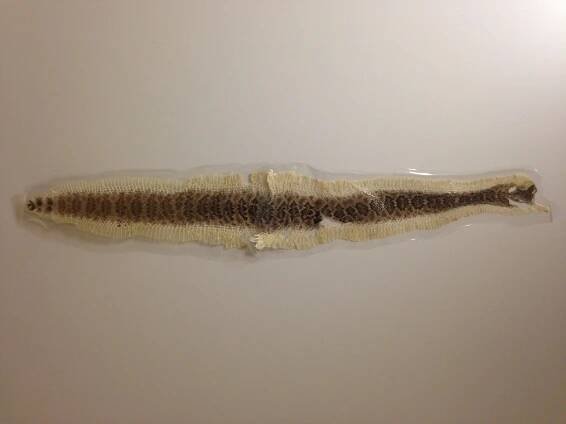 Lamintating Snake Skins
