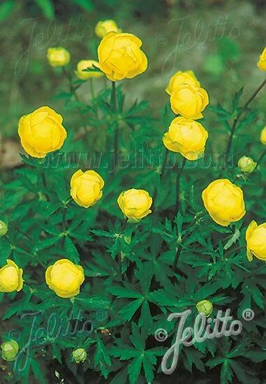 Trollius europaeus - Upolín evropský