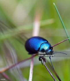 Stock fotografie Modrý Brouk – stáhnout obrázek nyní - Animal Limb, Brouci - Hmyz, Chrobák Velký
