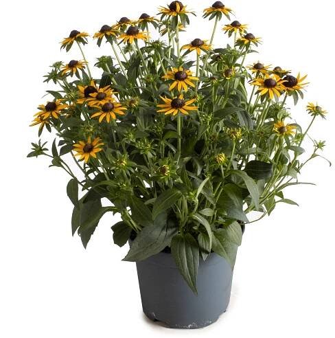 Třapatka zářivá (Rudbeckia fulgida) "Little Gold Star" výška 45-60 cm, pr. 19 cm nakoupit u OBI