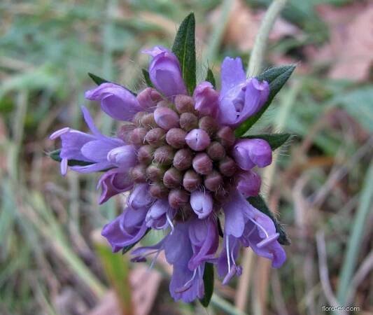 Chrastavec rolní (Knautia arvensis)