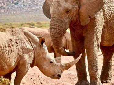 Drzý slon si na nosorožce vezme klacek - NeposlušnéTlapky