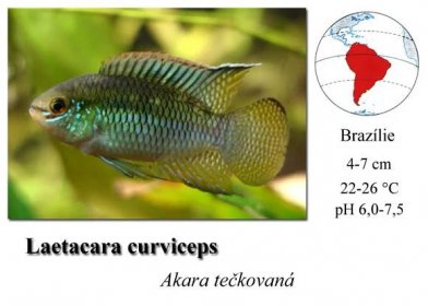 Akara tečkovaná / Laetacara curviceps - SkloREX Akvaristika