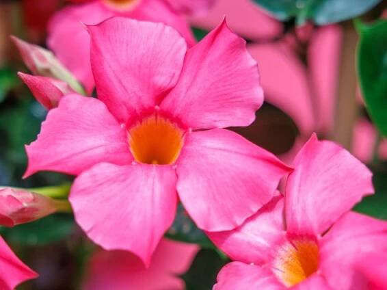 Mandevilla Sundevilla 'Early Pink' - Zahradnictví Spomyšl