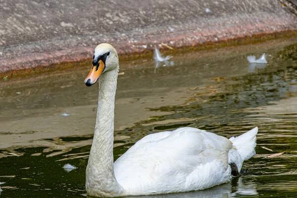 Základová fotografie na téma během letu, bílé peří, cygnus olor, divočina, divoký, elegantní, fotografie divoké přírody