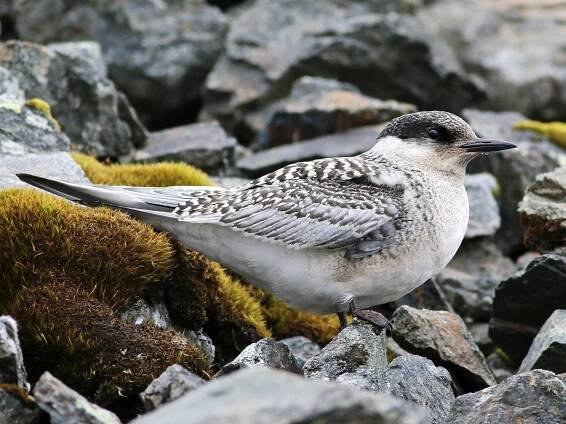 Juvenile - ML110146101