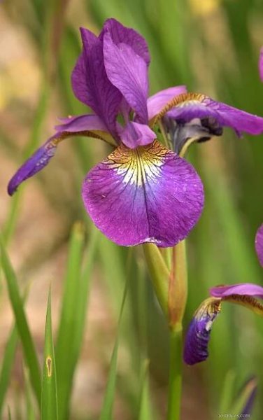 Kosatec Maranatha - Iris