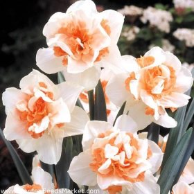 Narcissus Replete - Narcis Replete - 5 květinové cibule