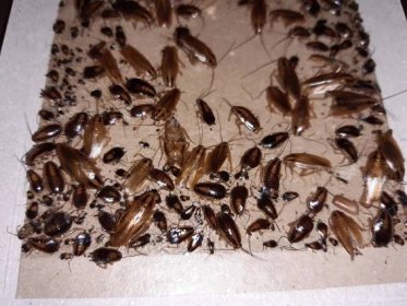 Likvidace, hubení švábů, rusů a mravenců - spolehlivá dezinsekce, deratizace