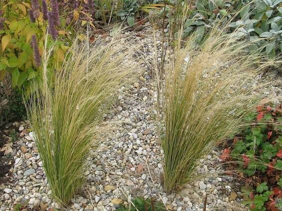 Stipa tenuissima " Pony Tails " - kavyl Zahradnictví Krulichovi - zahradnictví, květinářství, trvalky, skalničky, bylinky