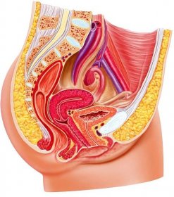 Anatomie ženského reprodukčního systému, žaket. — Stock obrázek
