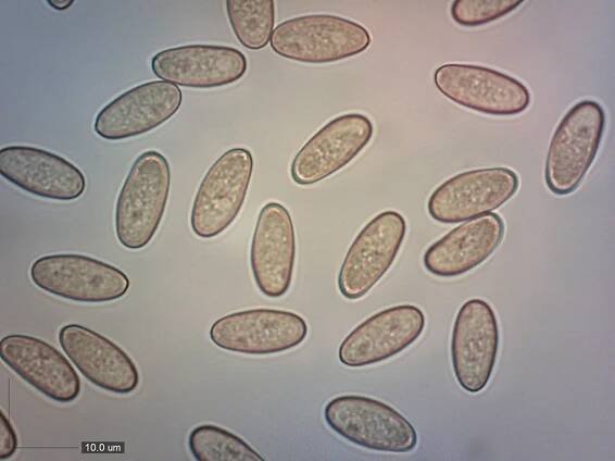 Inocybe calamistrata 