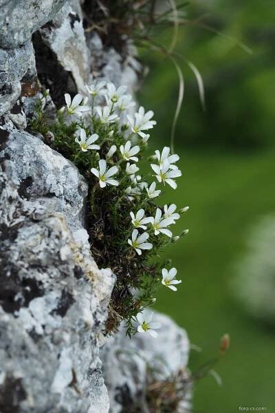 Písečnice velkokvětá - Arenaria grandiflora
