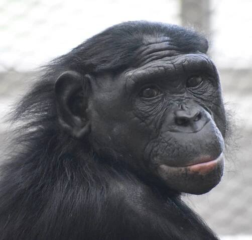 Bonobo Wishlist — Ape Initiative