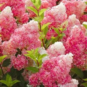 HORTENZIE ´VANILLE FRAISE´® kont. 4L