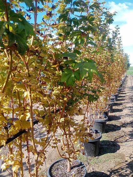 Pacific Fire Vine Maple | Garden Gate Nursery