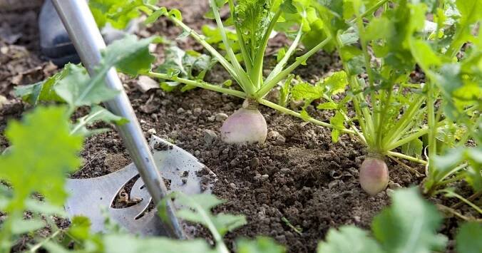 Allotment jobs for June