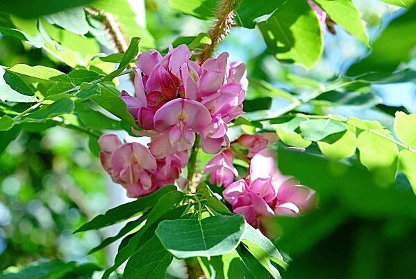 Robinia hispida 'Macrophylla' - trnovník huňatý - květenství 
