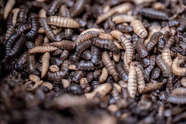 Picture of larvae