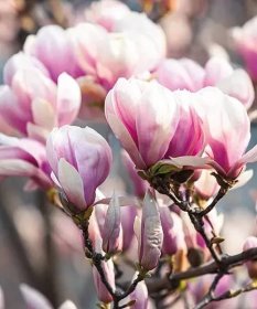 Růžová magnolie