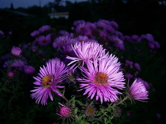 File:Aster-violett.JPG