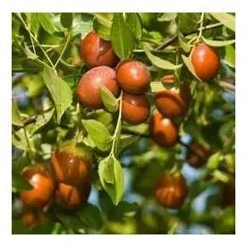 ZIZIPHUS jujuba "Cicimek, Čínské datle, Jujuba" 3 semena