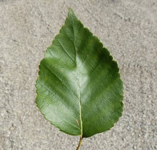 Betula pendula Roth - Portale della Flora d'Italia / Portal to the Flora of Italy