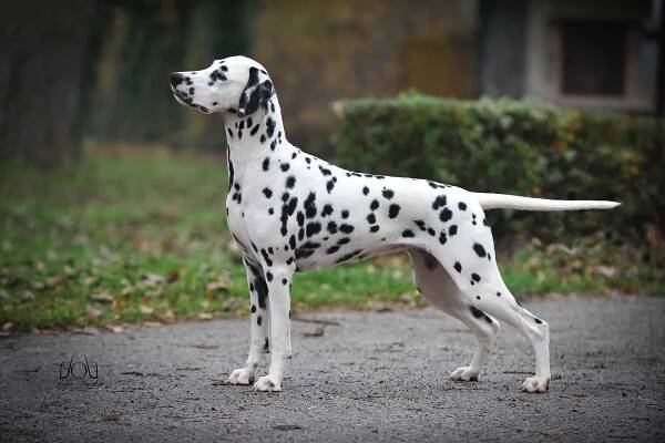 OUR FEMALES | LACRIMA CHRISTI dalmatians