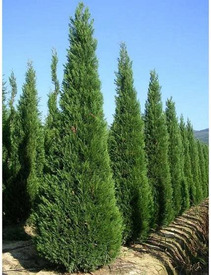 x Cupressocyparis leylandii - Cypřišovec