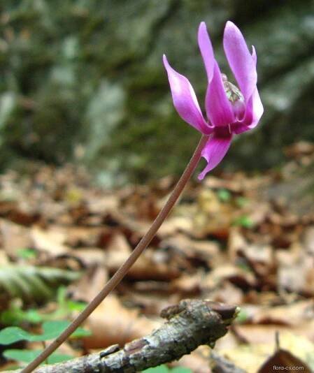 Brambořík nachový (Cyclamen purpurascens)