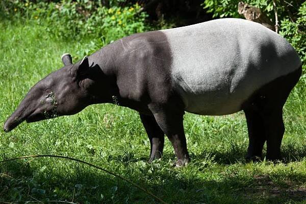 malajský tapír (tapirus indicus). - tapír - stock snímky, obrázky a fotky