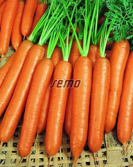 PROFI, Zelenina SEMO - Mrkev obecná Karotina, p2221
