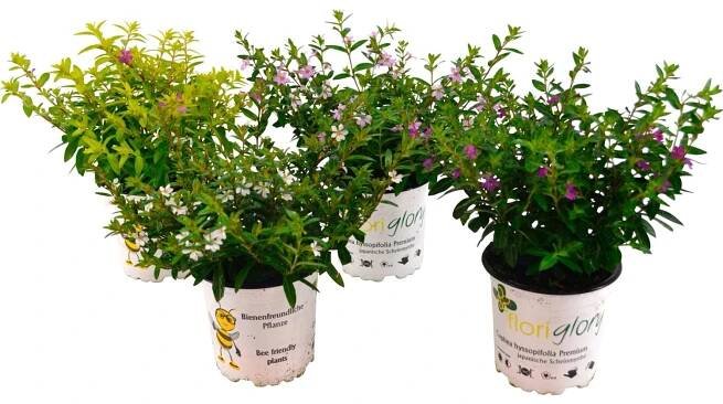 GROW by OBI Japonská myrta (Cuphea hyssopifolia) bílá cca 10-15 cm