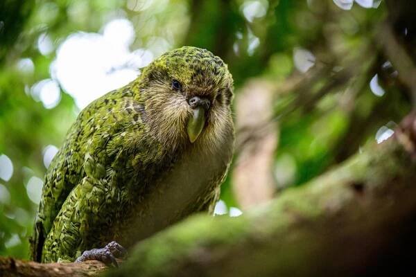 Flightless Birds - My wildlife world
