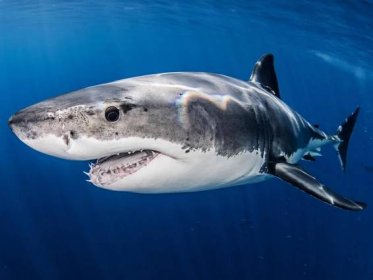 4 great white sharks spotted in New York and New Jersey waters after ...