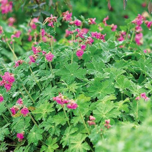 bigroot geranium flowers perennial Geranium macrorrhizum