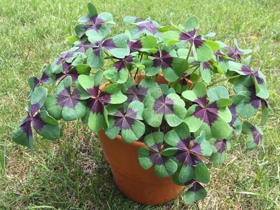 Oxalis Deppei al. Oxalis tetraphylla