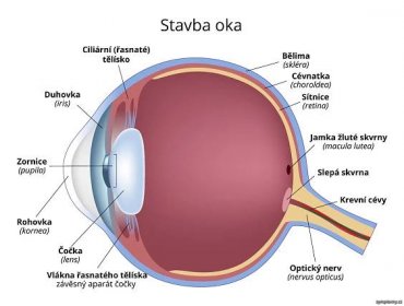 Oči - příznaky a léčba