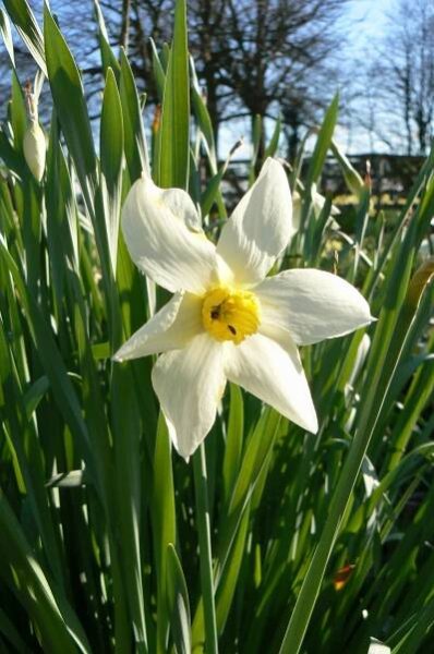 White Lady