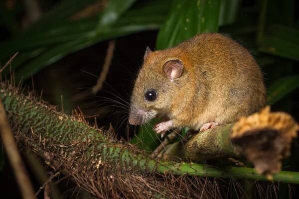 Losing Battle with the Rising Tide: The Tragic Tale of Bramble Cay Melomys - Scientia Magazine