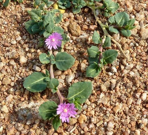 Lophiocarpaceae