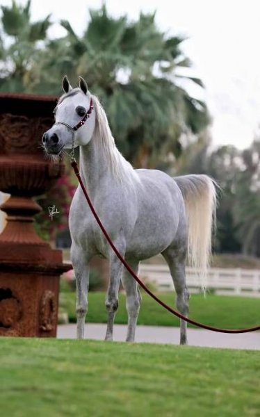 Ajmal Sadan - Muhannad X Ajmal Sabhaa.