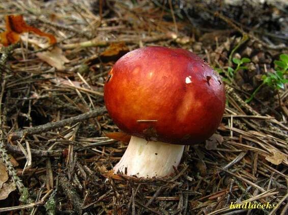 Holubinka jahodová - Russula paludosa - Kudluv fotoatlas hub