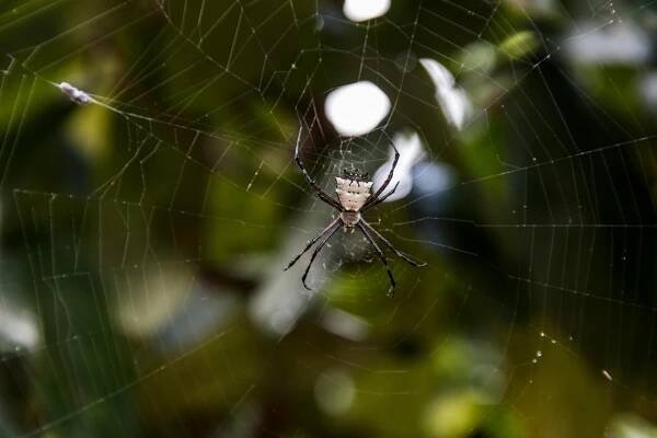 Detailní Záběr Na Pavouka Tkajícího Se V Síti · Základová fotografie zdarma