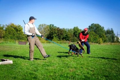 Galéria | dogtrainer - Výchova a výcvik psov