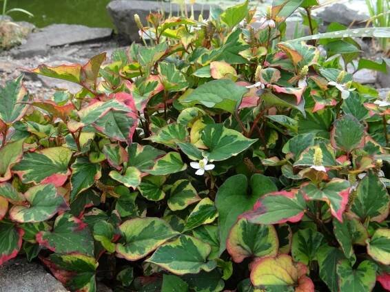 Houttuynia cordata (Touleň srdčitá) - eshop, prodej, semena, rostliny, pěstování, fotografie, množení, popis, atd. -> www.rostliny.net