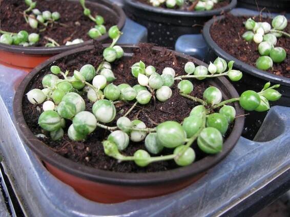 senecio rowleyanus variegata — Květinářství Plantica