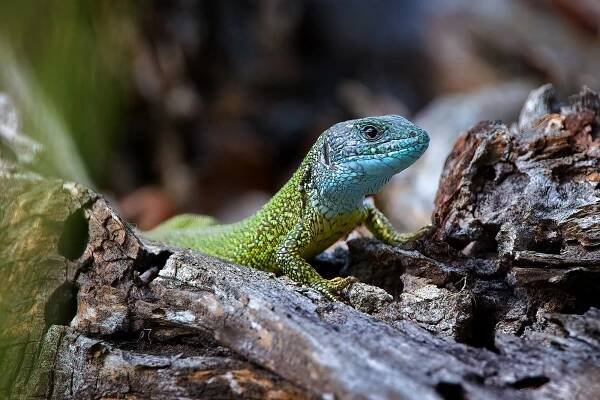 Ještěrka zelená (Lacerta viridis)